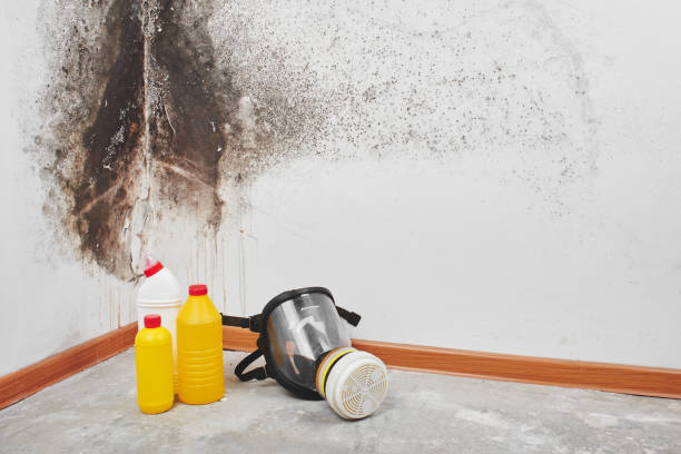 Best Mold Remediation  in Carlisle, OH