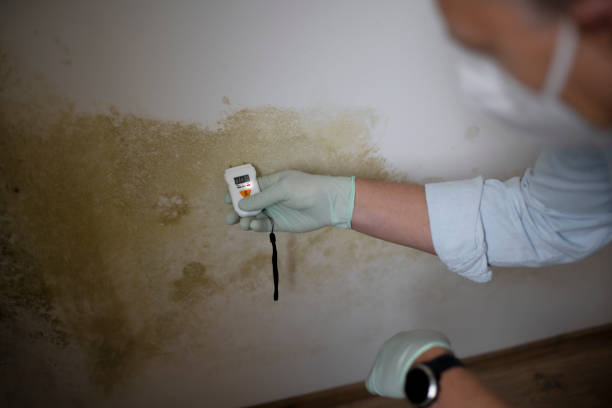 Best Certified Mold Removal  in Carlisle, OH