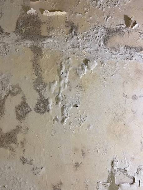 Best Mold Cleaning Services  in Carlisle, OH