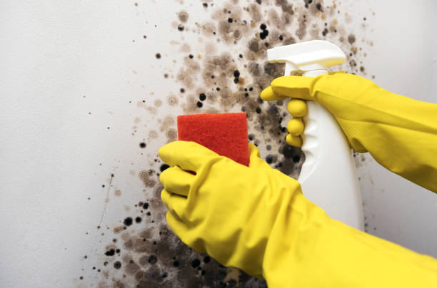 Best Mold Remediation  in Carlisle, OH