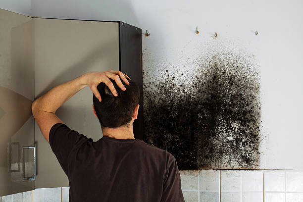 Home Mold Removal in Carlisle, OH
